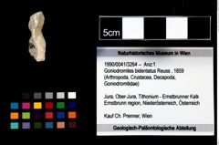 Foto (Objekt + Etikett) von Goniodromites bidentatus (Reuss, 1859)  (NHMW-GEO-1990-0041-3264)
